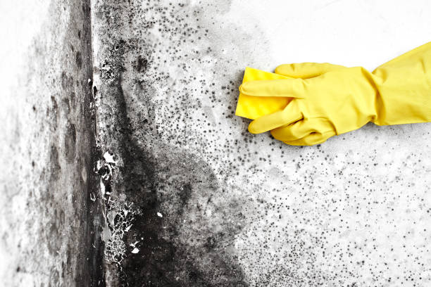 Mold Odor Removal Services